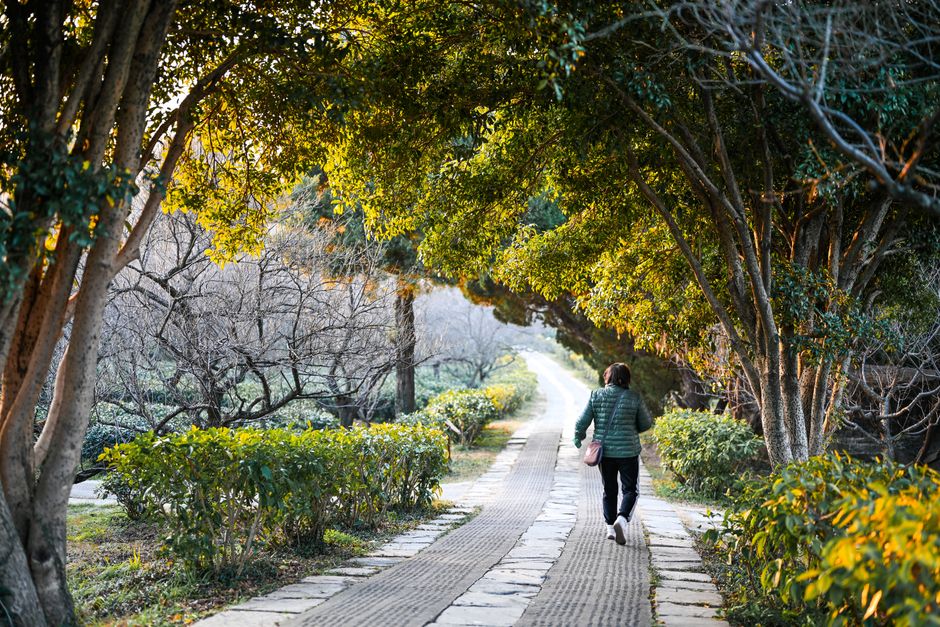 A warm, peaceful path in a Nanjing park with a person walking under lush green and sunlit trees.